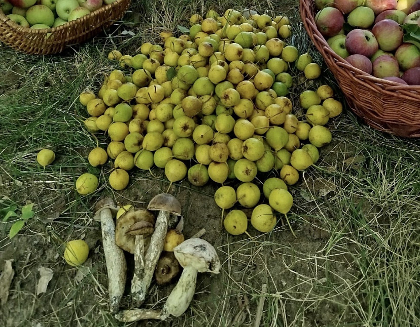 Саратовцы собирают в лесах груши и «разногрибье»  